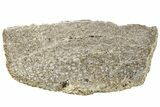 Polished Dinosaur Bone (Gembone) Slab - Morocco #214019-2